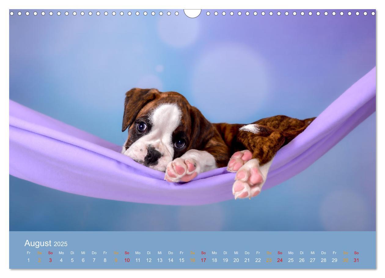 Bild: 9783457226131 | Boxer Welpen einfach zuckersüß (Wandkalender 2025 DIN A3 quer),...