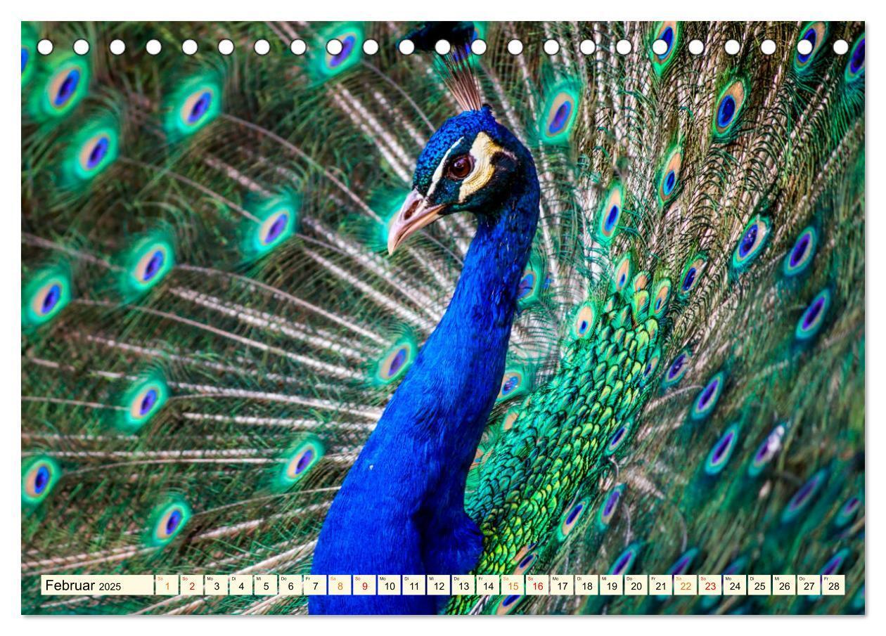 Bild: 9783383946745 | Schöner Pfau (Tischkalender 2025 DIN A5 quer), CALVENDO Monatskalender