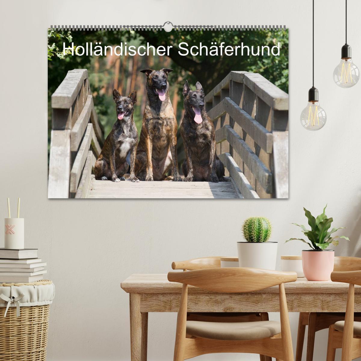 Bild: 9783435686681 | Holländischer Schäferhund (Wandkalender 2025 DIN A2 quer), CALVENDO...