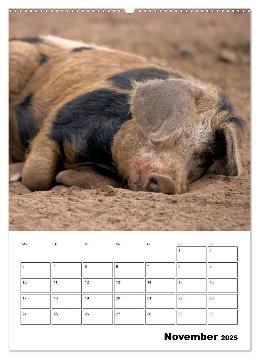 Bild: 9783457077382 | Schweine 2025 (Wandkalender 2025 DIN A2 hoch), CALVENDO Monatskalender