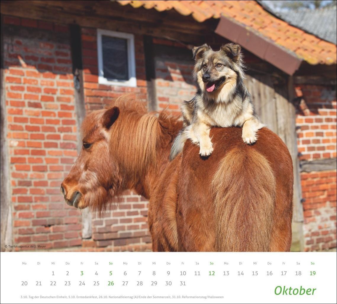 Bild: 9783756406906 | Echte Freunde Bildkalender 2025 | Heye | Kalender | Spiralbindung