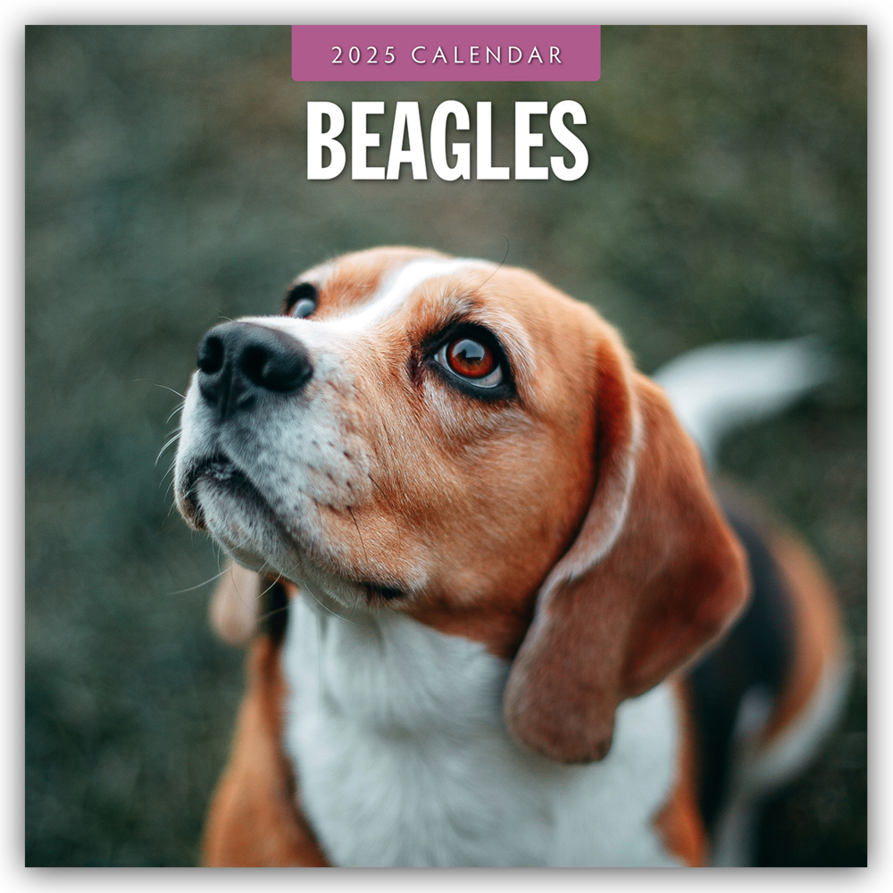 Cover: 9781804424247 | Beagles - Beagle 2025 - 16-Monatskalender | Red Robin Publishing Ltd