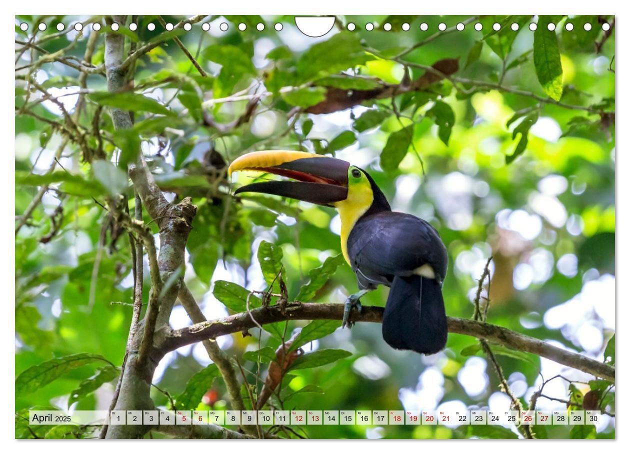 Bild: 9783383949708 | Costa Rica - Tierwelt und Landschaften (Wandkalender 2025 DIN A4...