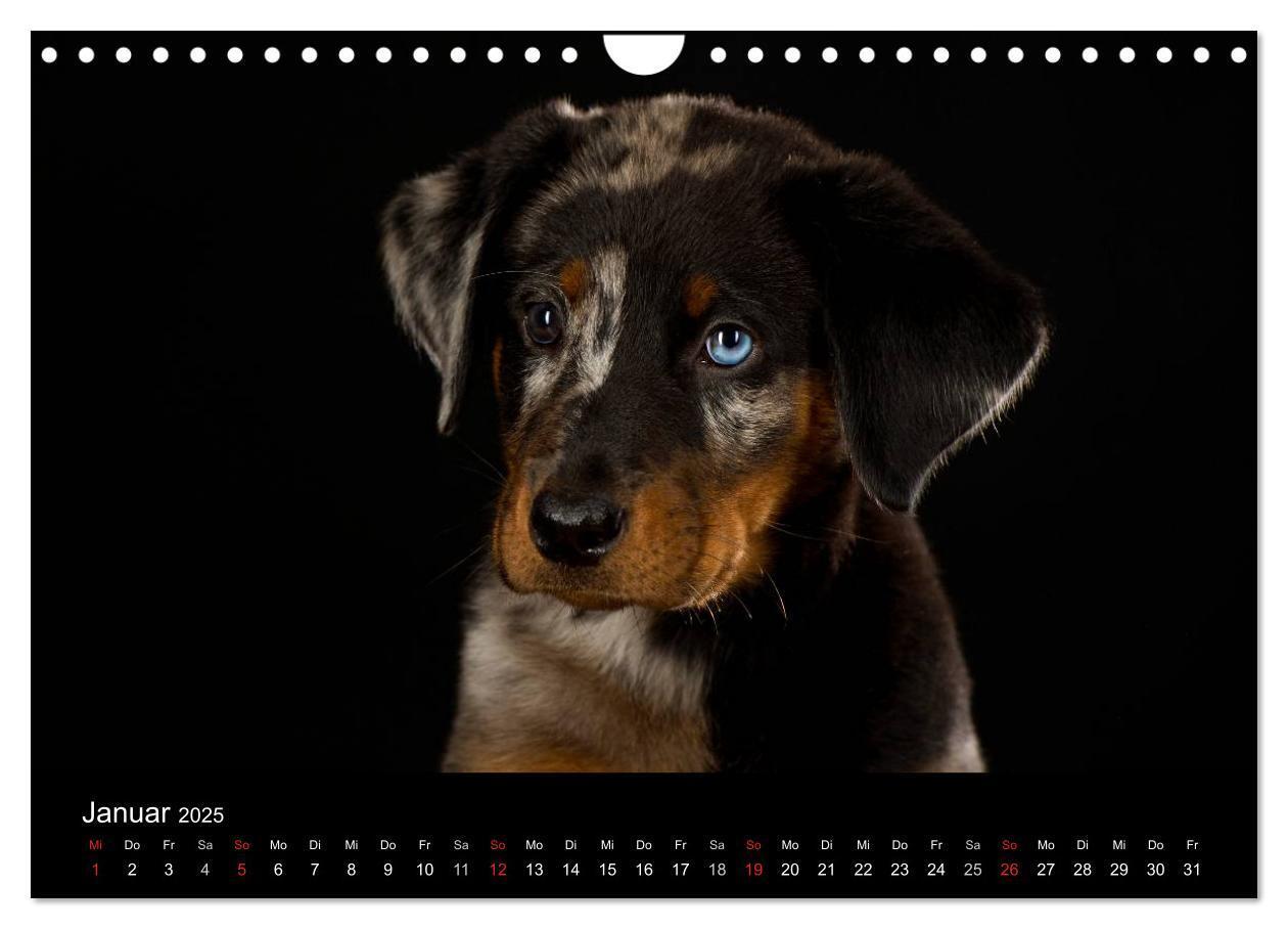 Bild: 9783435742691 | Dogs (Wandkalender 2025 DIN A4 quer), CALVENDO Monatskalender | Noack