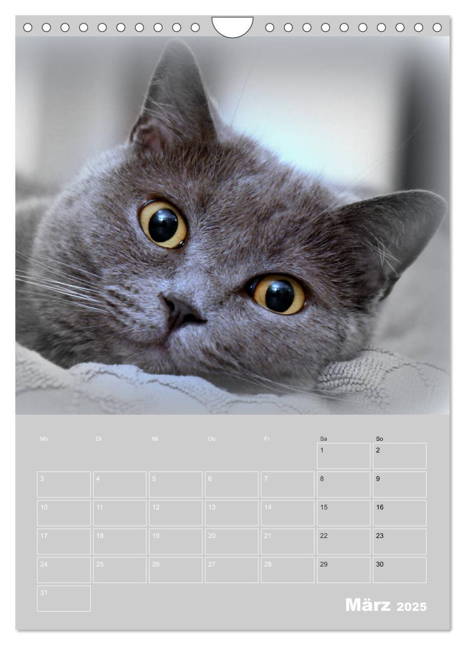 Bild: 9783435992621 | Graue Engel - Britischkurzhaar-Katzen (Wandkalender 2025 DIN A4...