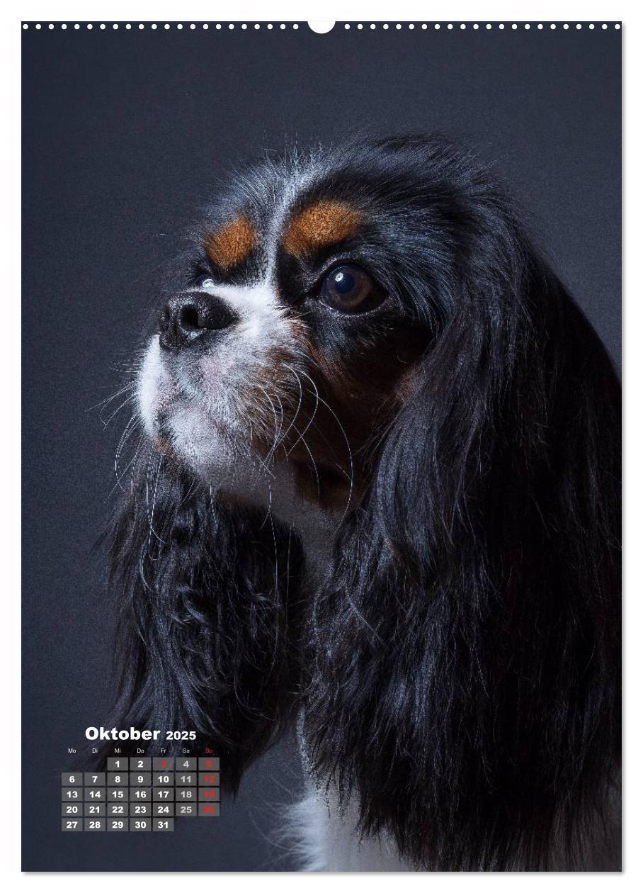 Bild: 9783457009321 | Treue Wegbegleiter, Hunde im Portrait. (Wandkalender 2025 DIN A2...