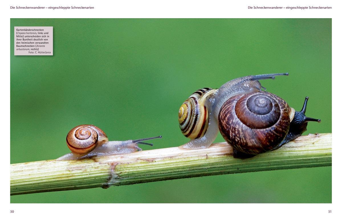 Bild: 9783866591912 | Einheimische Schnecken | In der Natur, im Garten und zu Hause | Buch