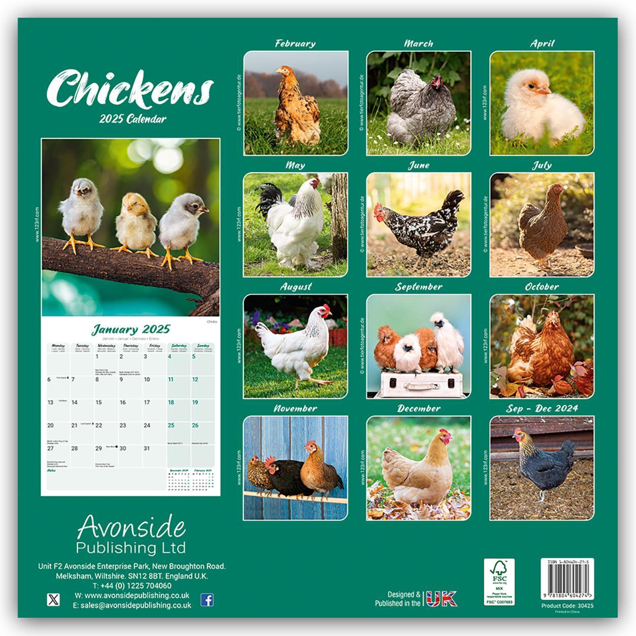 Rückseite: 9781804604274 | Chickens - Hühner 2025 - 16-Monatskalender | Avonside Publishing Ltd