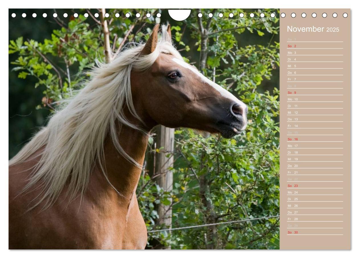 Bild: 9783435743308 | Haflinger / Geburtstagskalender (Wandkalender 2025 DIN A4 quer),...