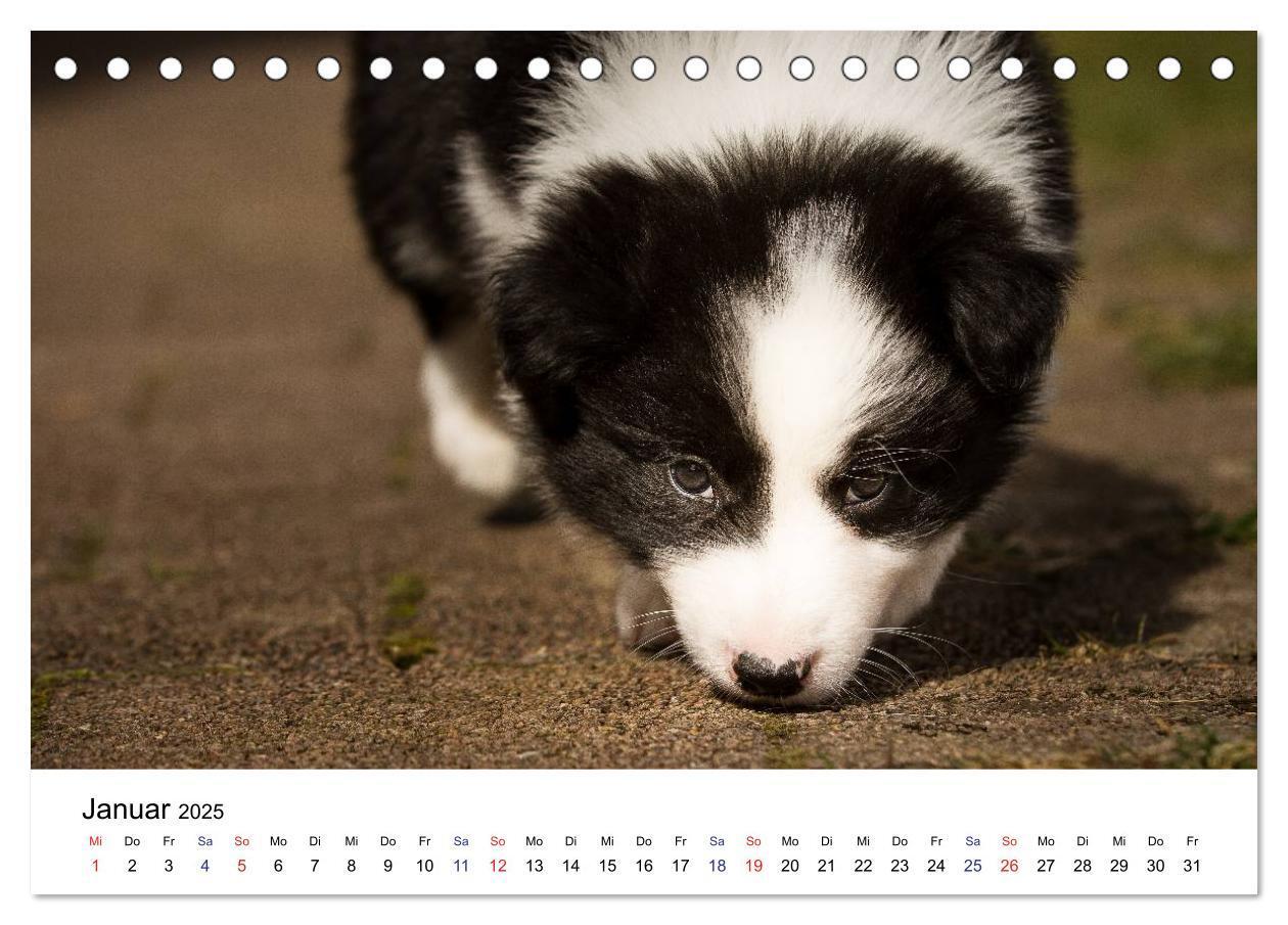 Bild: 9783435615322 | Pfotastische Border Collie Welpen (Tischkalender 2025 DIN A5 quer),...