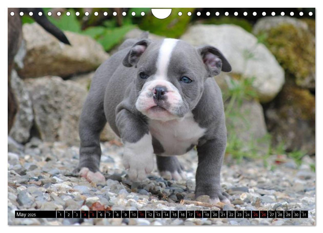 Bild: 9781325965977 | Bulldogs - Old English Bulldog Puppies (Wall Calendar 2025 DIN A4...