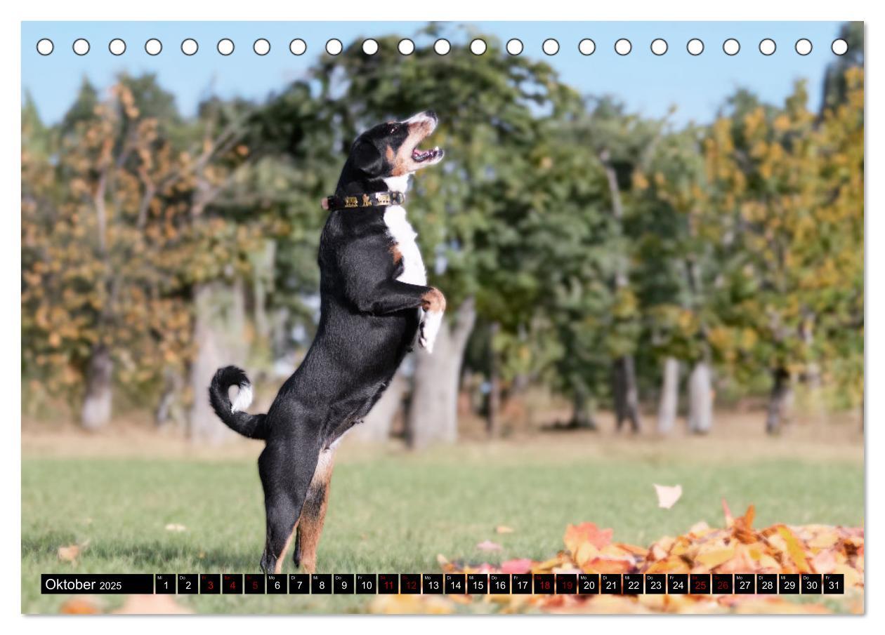 Bild: 9783383850127 | Appenzeller Sennenhunde - Fröhliche Kameraden (Tischkalender 2025...