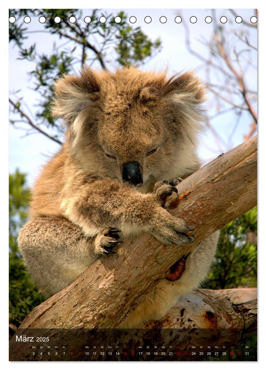 Bild: 9783435910946 | Koalas auf den Pelz gerückt (Tischkalender 2025 DIN A5 hoch),...