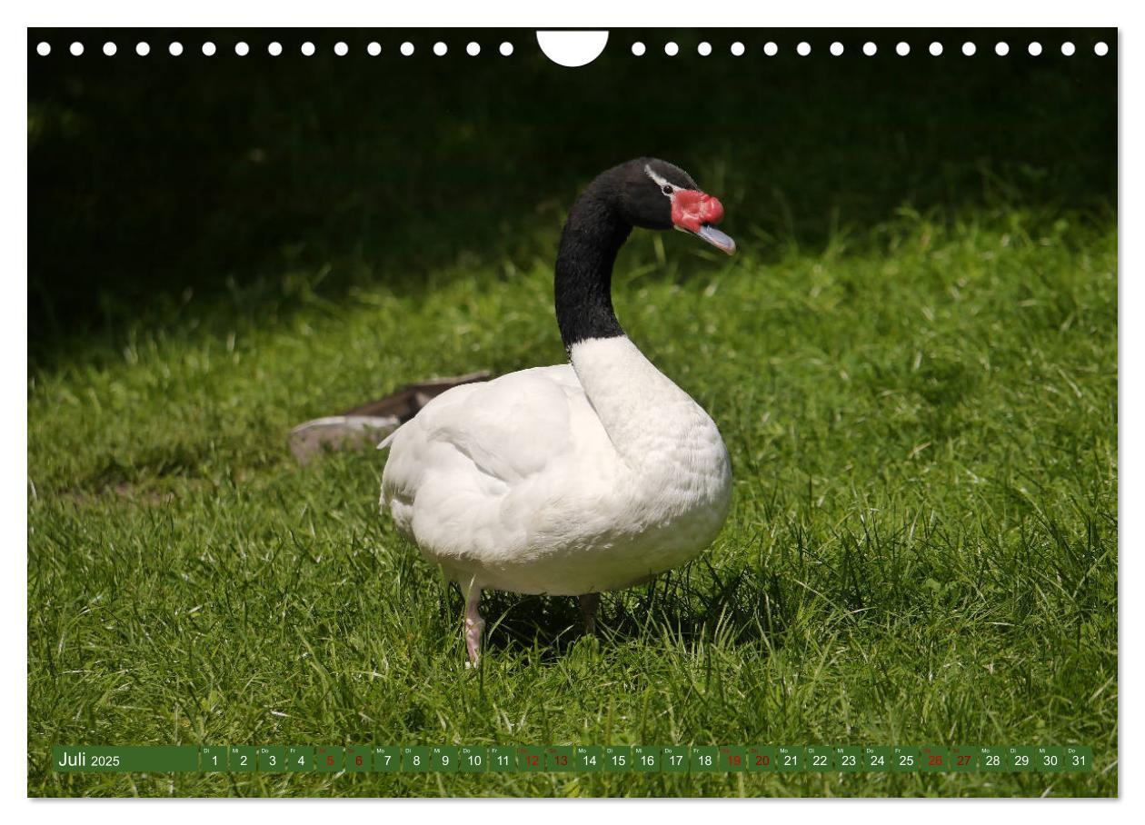 Bild: 9783435362516 | Weltvogelpark Walsrode - Die Vielfalt der Vogelarten (Wandkalender...