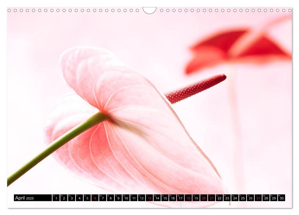 Bild: 9783435770274 | Flowers / 2025 (Wandkalender 2025 DIN A3 quer), CALVENDO...