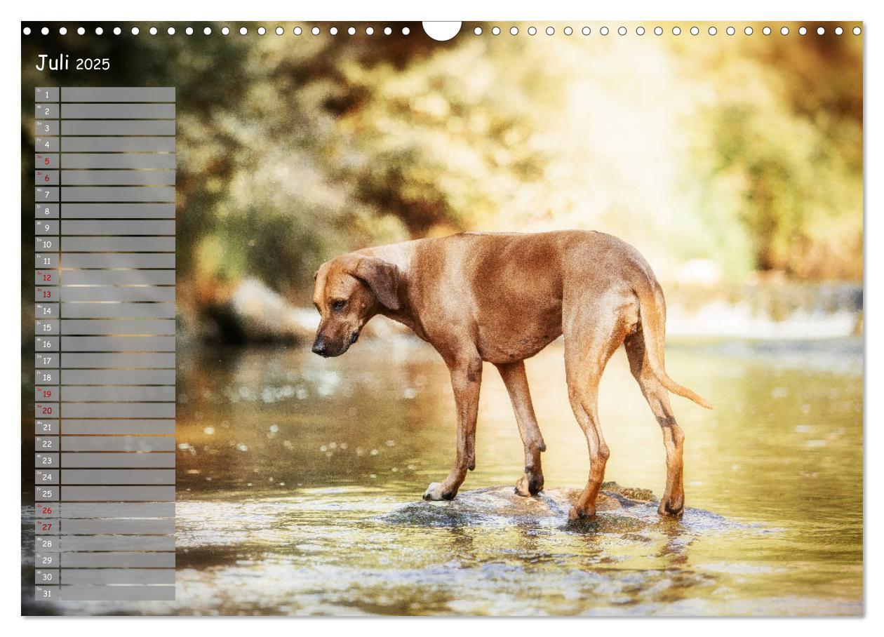 Bild: 9783435358267 | Rhodesian Ridgeback - Herzen auf vier Pfoten (Wandkalender 2025 DIN...