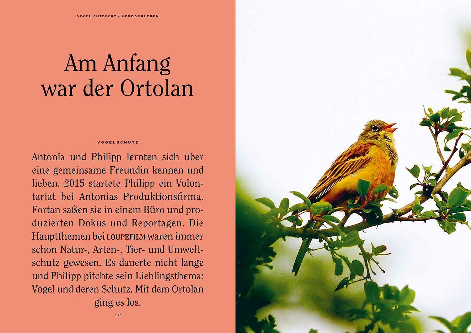 Bild: 9783440173664 | Vogel entdeckt - Herz verloren | Antonia Coenen (u. a.) | Taschenbuch