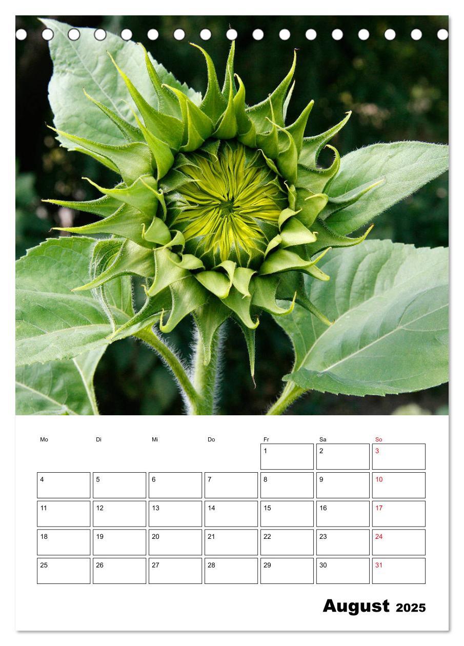 Bild: 9783435969807 | Leuchtende Sonnenblumen (Tischkalender 2025 DIN A5 hoch), CALVENDO...