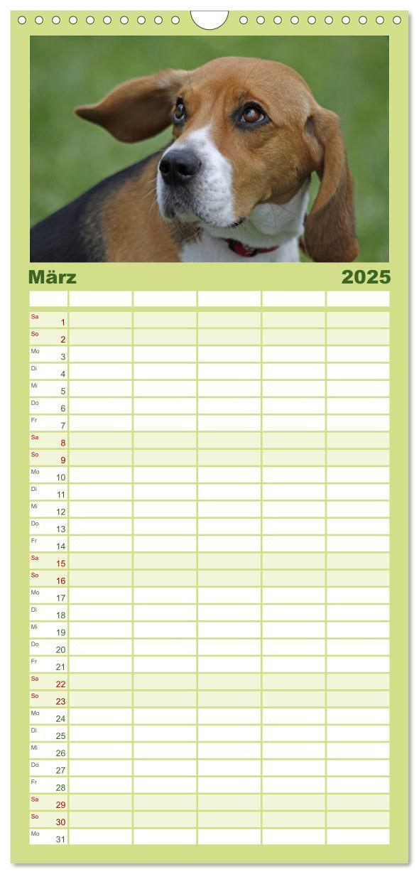 Bild: 9783457124727 | Familienplaner 2025 - Beagle mit 5 Spalten (Wandkalender, 21 x 45...