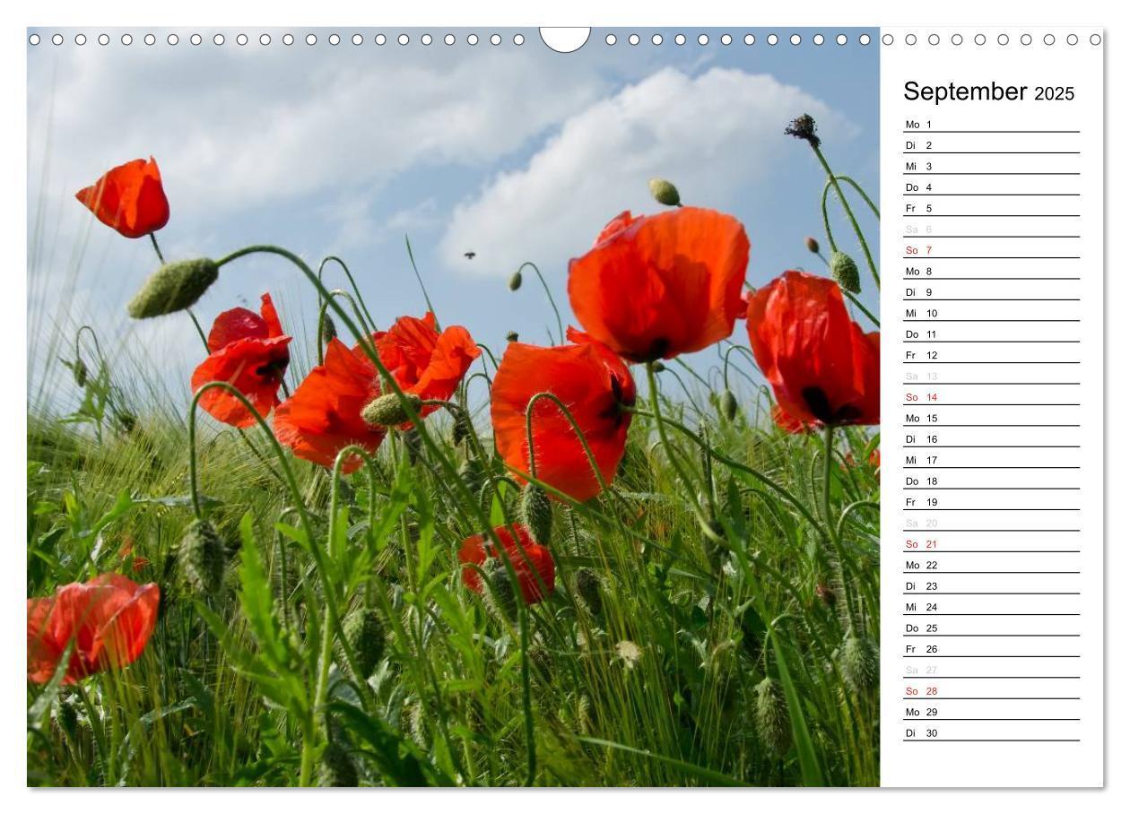 Bild: 9783435218288 | Ein Traum von Mohn (Wandkalender 2025 DIN A3 quer), CALVENDO...