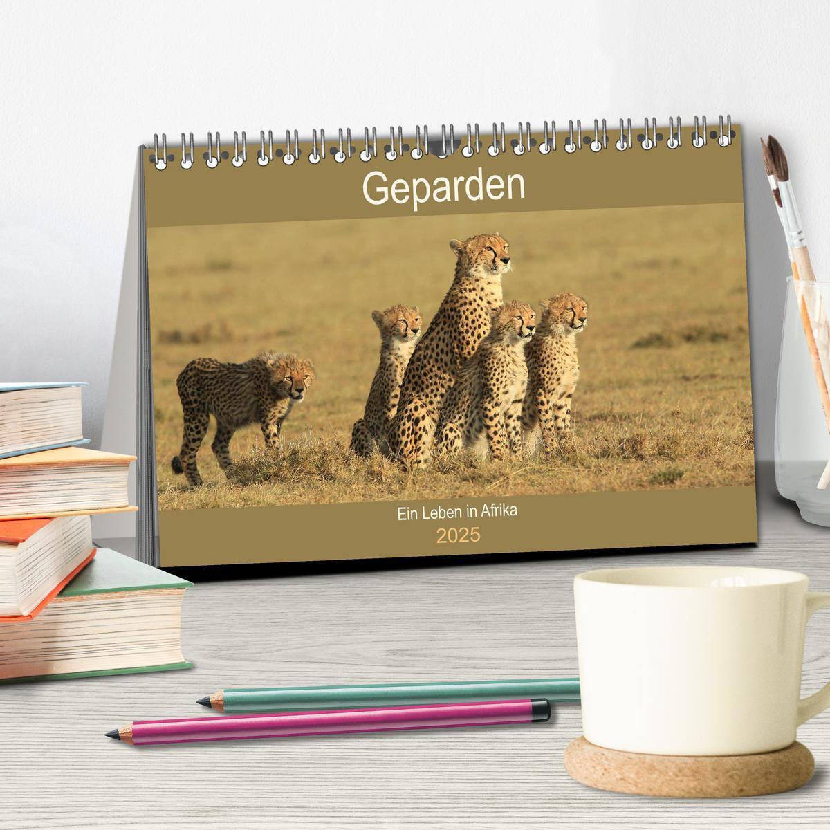 Bild: 9783435521432 | Geparden - Ein Leben in Afrika (Tischkalender 2025 DIN A5 quer),...