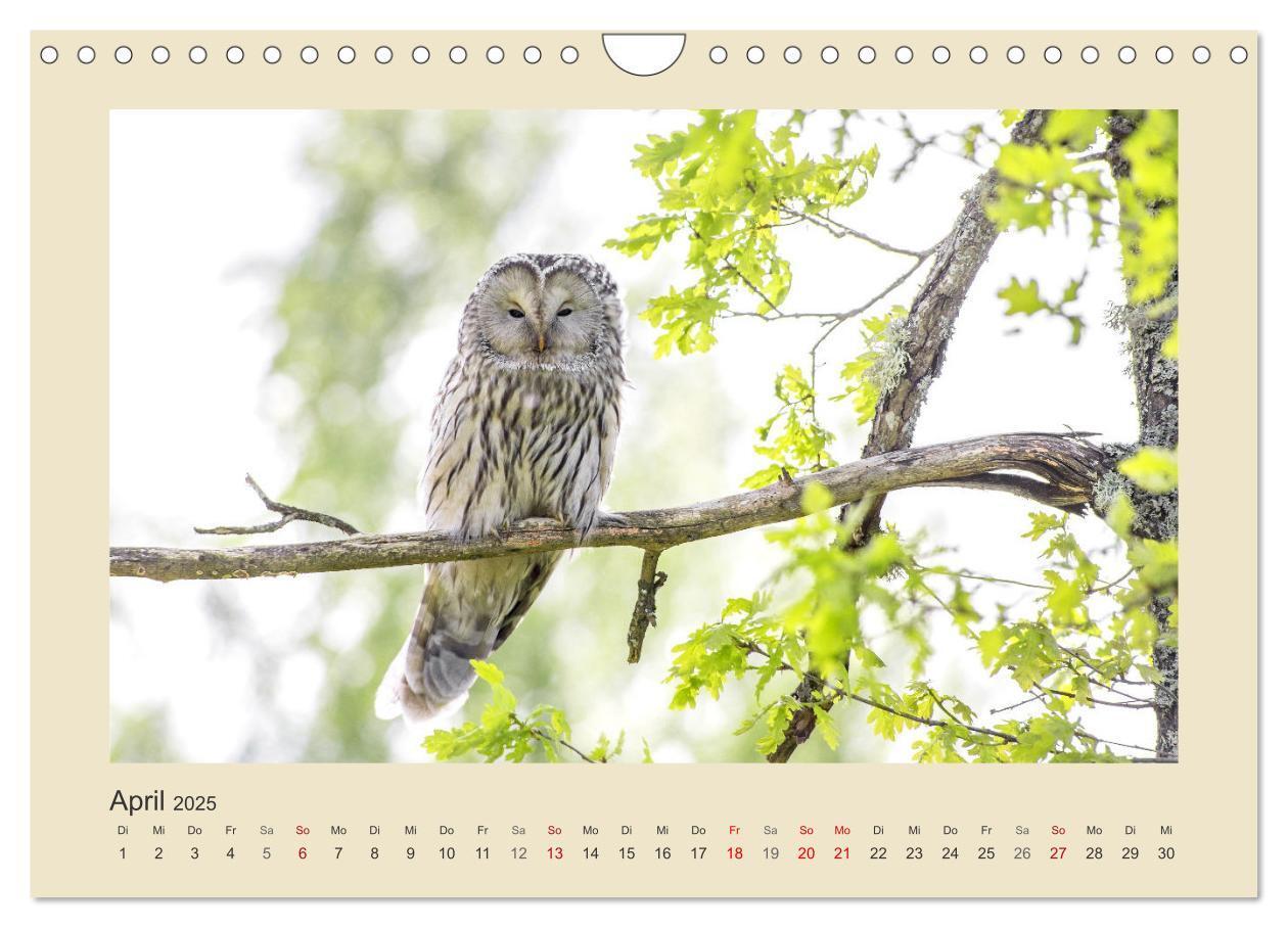 Bild: 9783435011278 | Tiere im Wald. Bezaubernde Begegnungen (Wandkalender 2025 DIN A4...