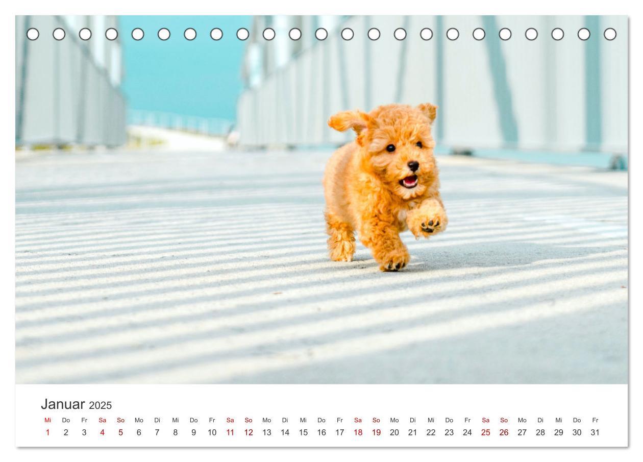 Bild: 9783383928758 | Pudel - Die flauschigen Lockenköpfe. (Tischkalender 2025 DIN A5...