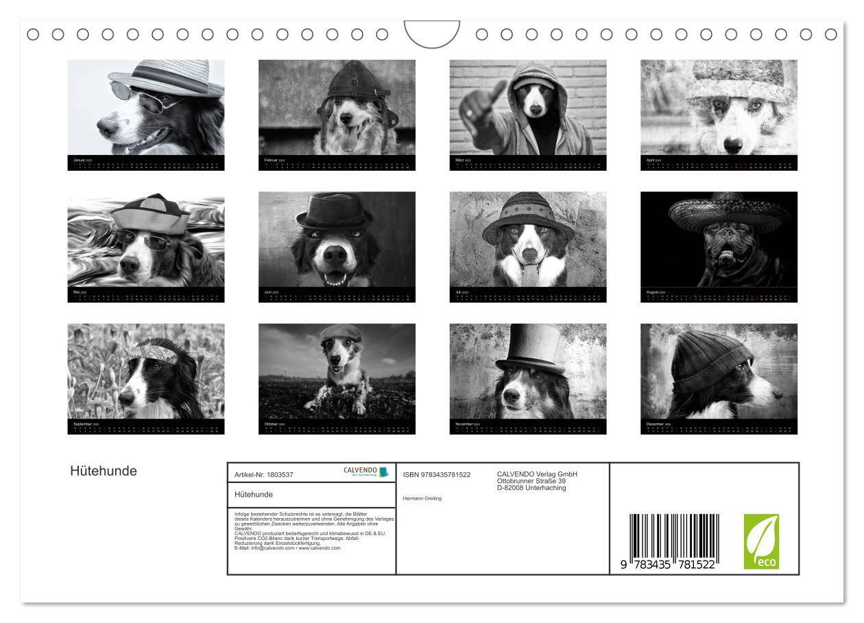 Bild: 9783435781522 | Hütehunde (Wandkalender 2025 DIN A4 quer), CALVENDO Monatskalender