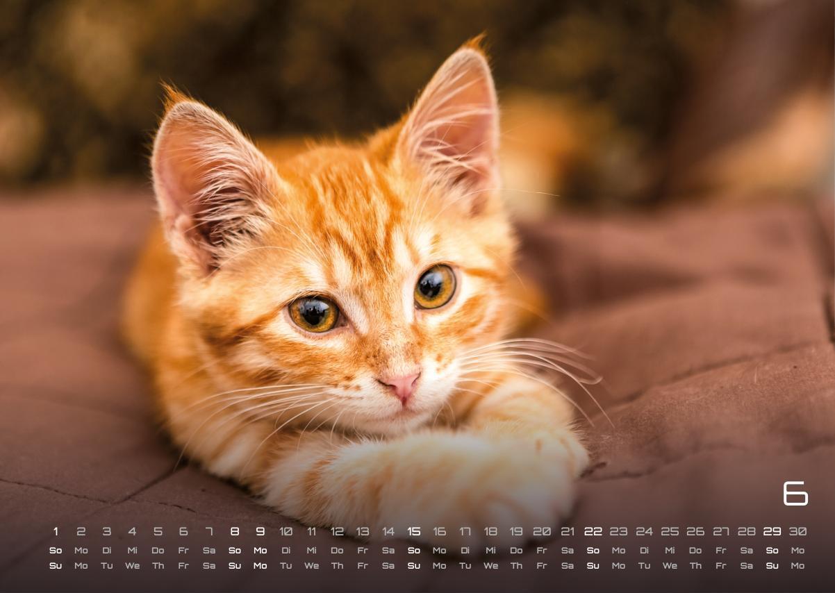 Bild: 9783986733889 | Miau Kids - kleine Tiger ganz groß - Der Katzenkalender - 2025 -...