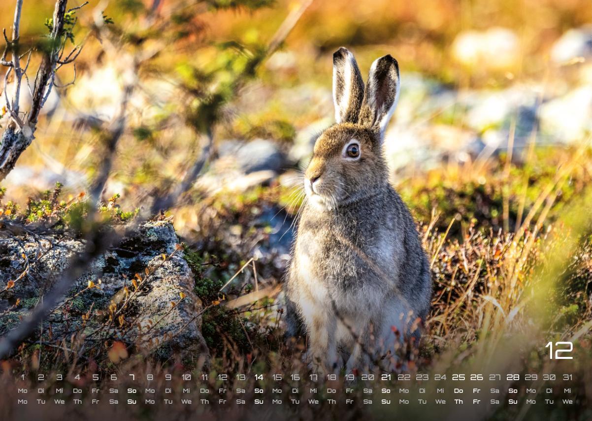 Bild: 9783986734442 | Waldtiere - Heimische Waldbewohner - Der Tierkalender - 2025 -...