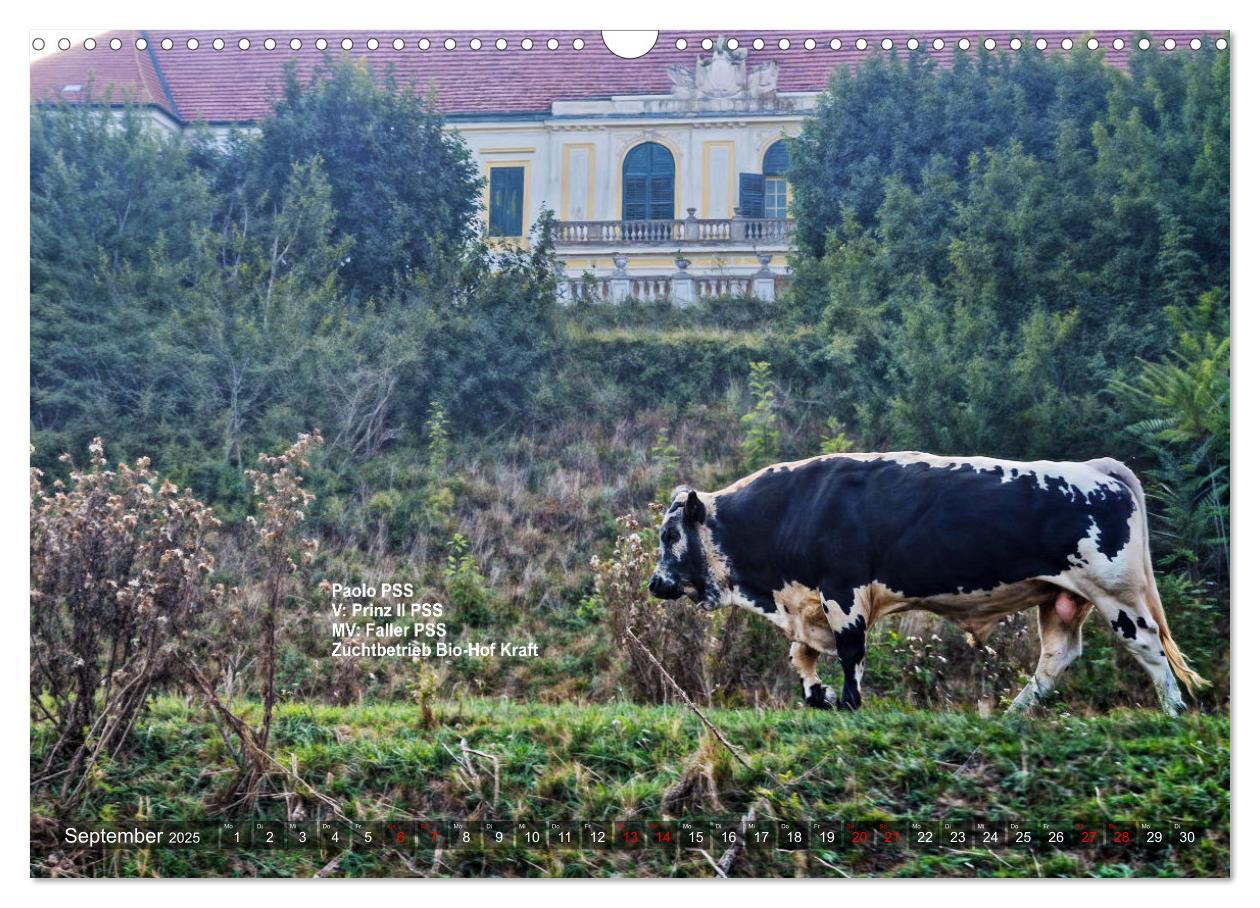 Bild: 9783457232767 | Pustertaler Sprinzen und Schecken in Österreich (Wandkalender 2025...