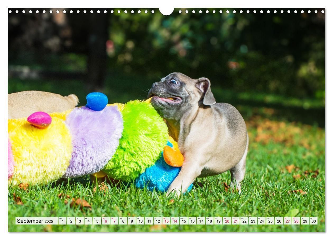 Bild: 9783457178058 | Kleine Helden - Französische Bulldoggen (Wandkalender 2025 DIN A3...