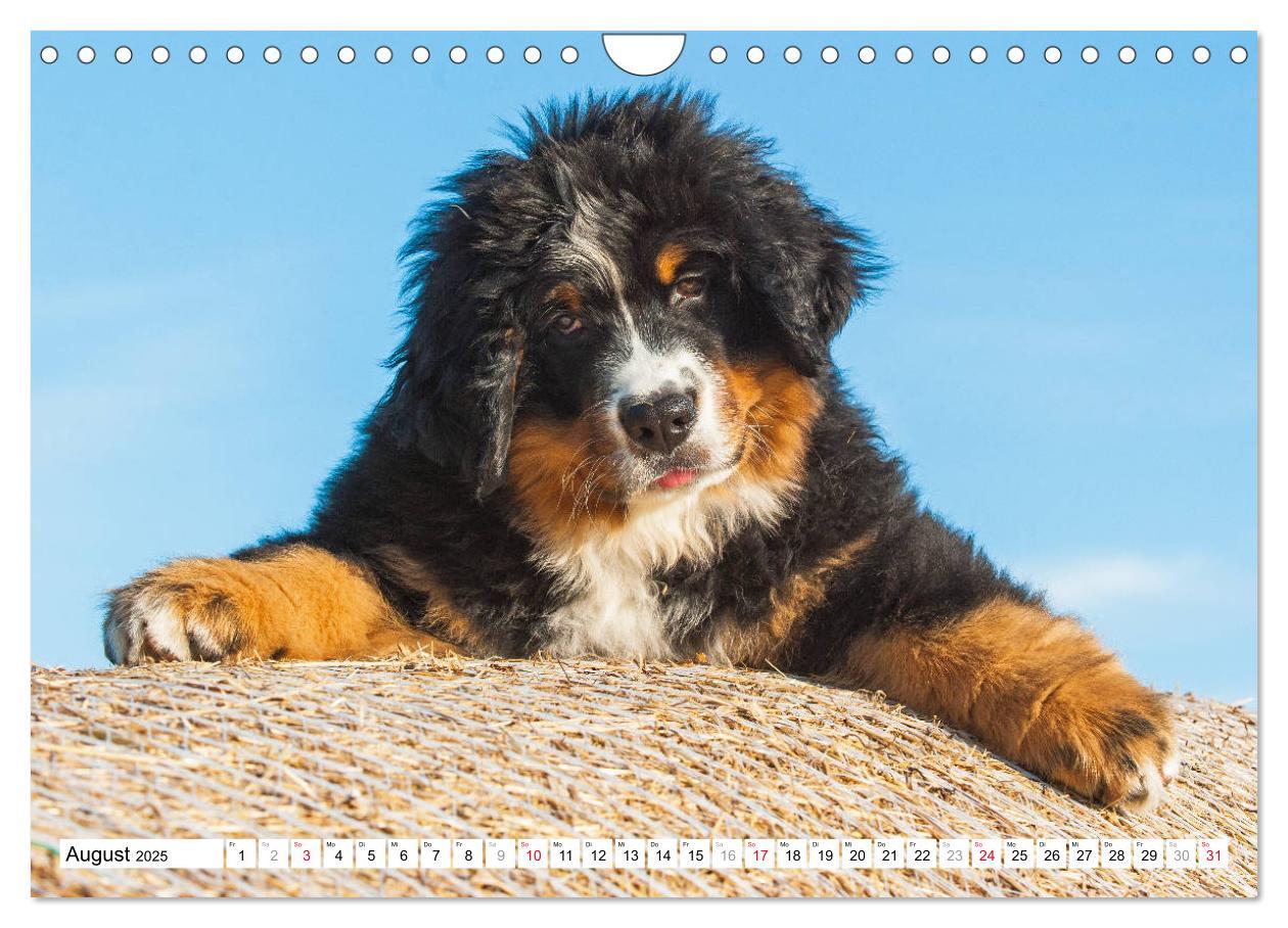 Bild: 9783435315727 | Ein Herz auf 4 Pfoten - Berner Sennenhund (Wandkalender 2025 DIN A4...