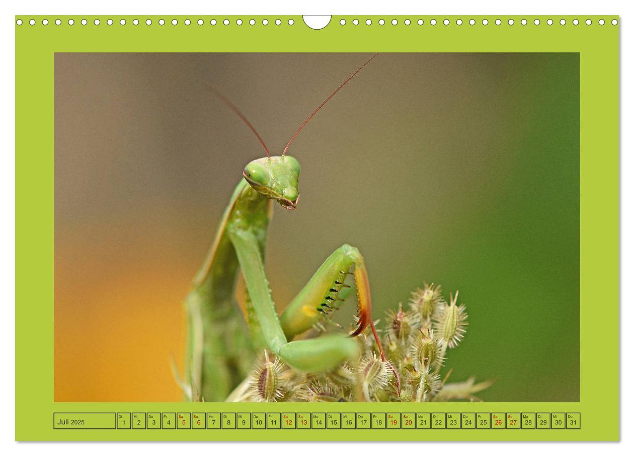 Bild: 9783435150380 | Die Gottesanbeterin Mantis Religiosa (Wandkalender 2025 DIN A3...