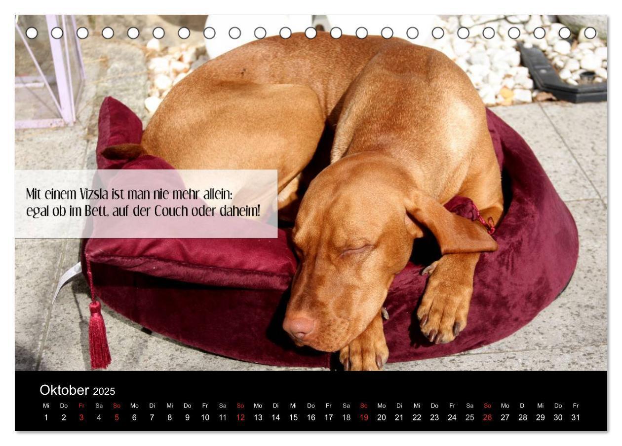 Bild: 9783435518708 | Magyar Vizsla - Zauberhafte Kobolde (Tischkalender 2025 DIN A5...