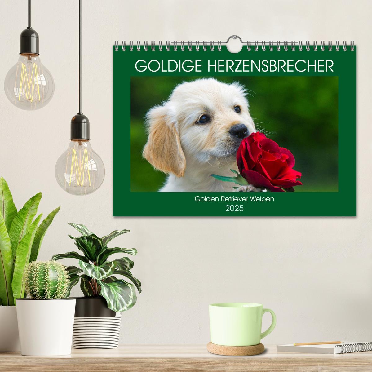 Bild: 9783435214181 | Goldige Herzensbrecher - Golden Retriever Welpen (Wandkalender 2025...