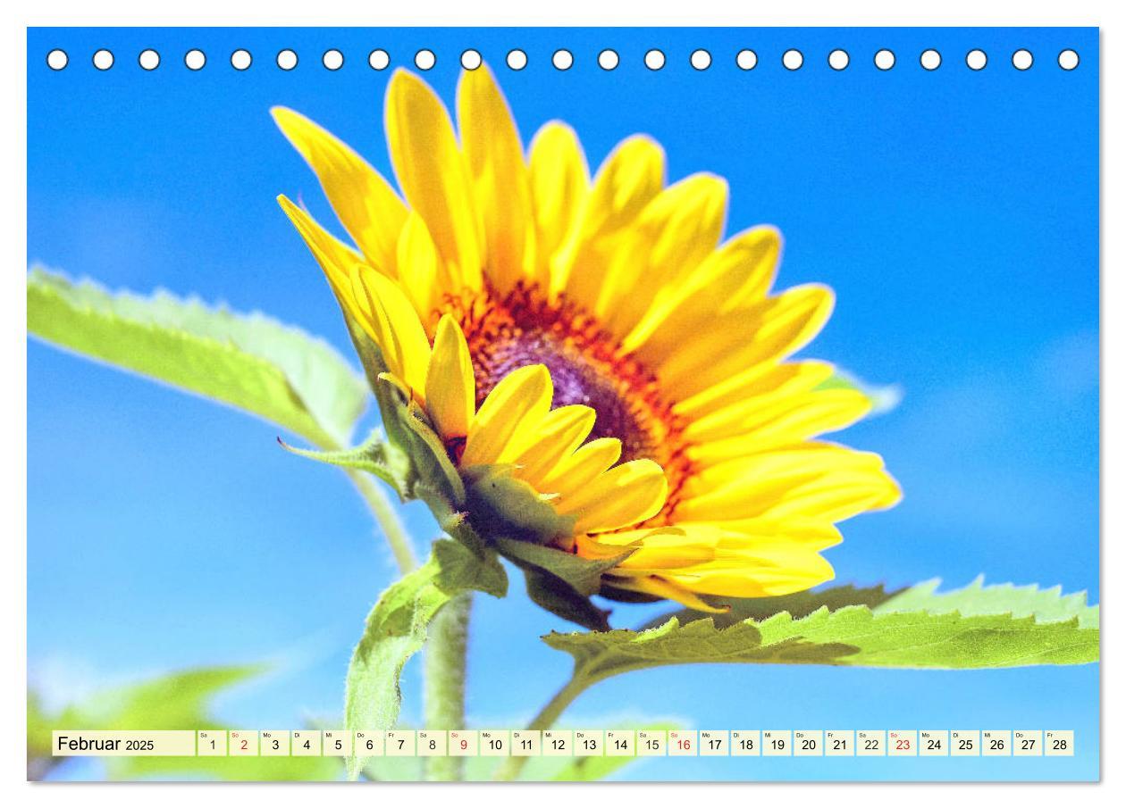 Bild: 9783435191826 | Sonnenblumen. Das Strahlen des Sommers (Tischkalender 2025 DIN A5...