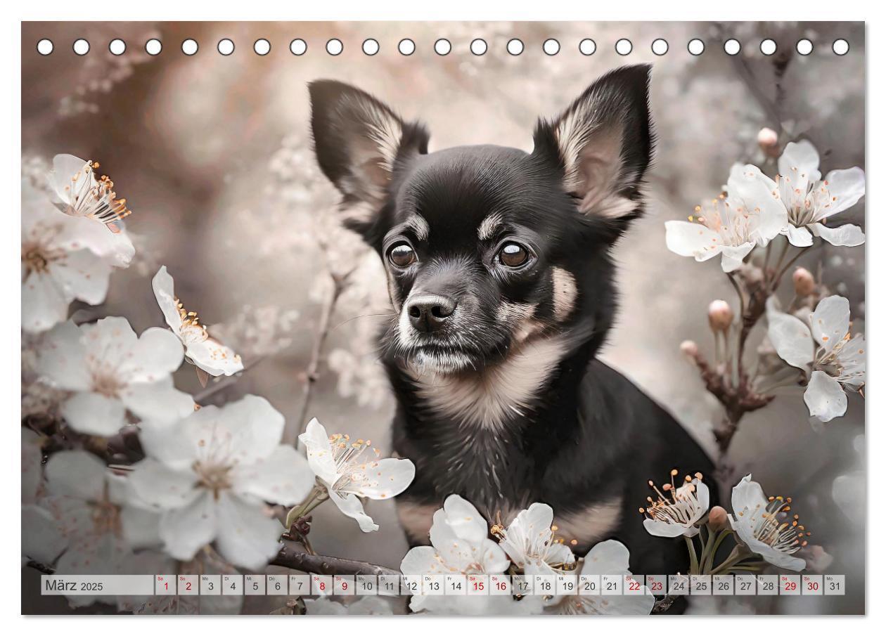 Bild: 9783383811661 | Chihuahuas - Kleine Hunde - große Temperamentbündel (Tischkalender...