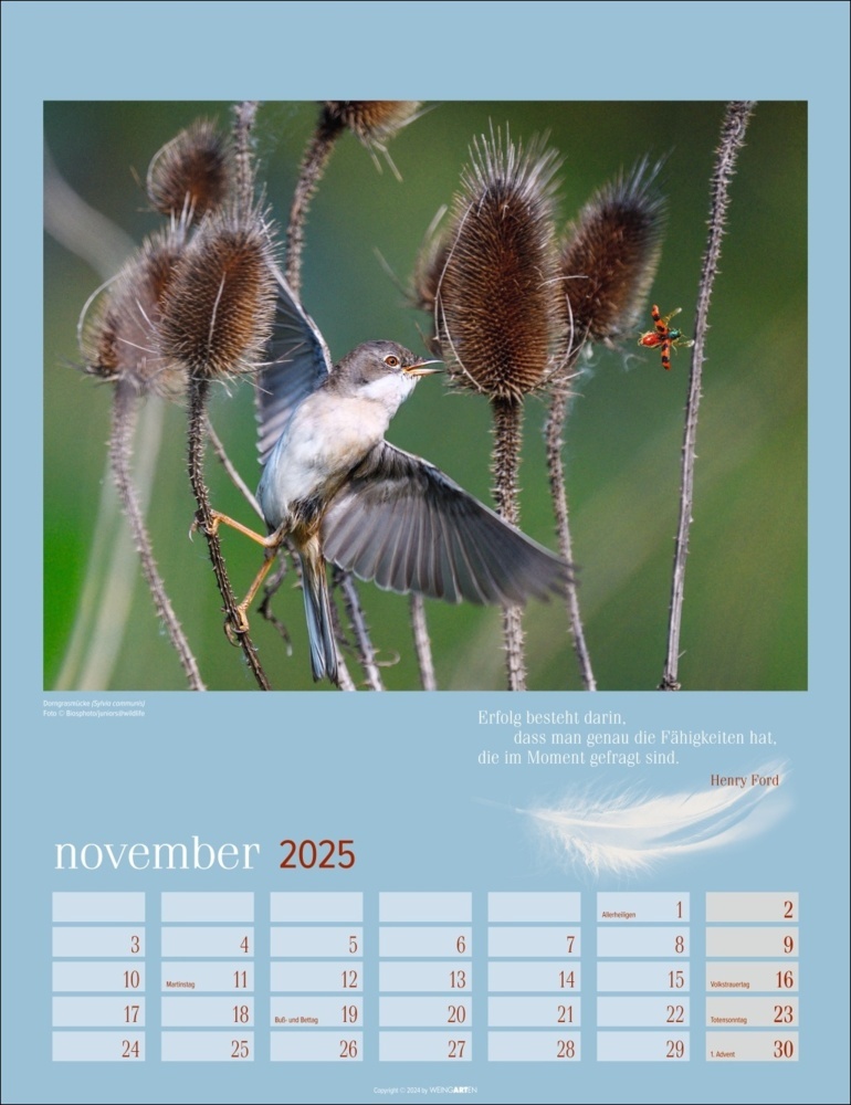 Bild: 9783839900710 | Heimische Vögel Kalender 2025 | Kalender | Spiralbindung | 14 S.