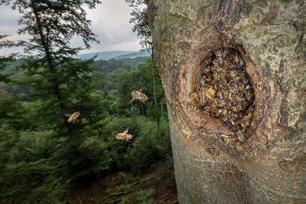 Bild: 9783957283627 | Honigbienen - geheimnisvolle Waldbewohner | Ingo Arndt (u. a.) | Buch