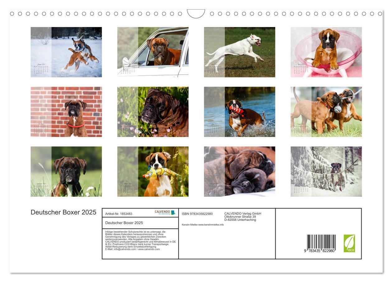 Bild: 9783435822980 | Deutscher Boxer 2025 (Wandkalender 2025 DIN A3 quer), CALVENDO...