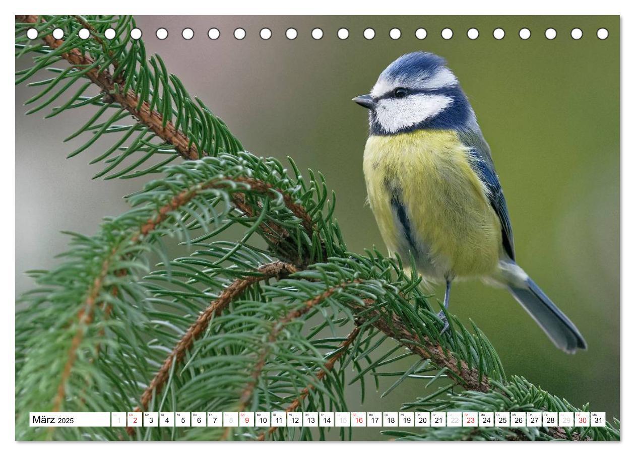 Bild: 9783435616183 | Heimische Gartenvögel (Tischkalender 2025 DIN A5 quer), CALVENDO...