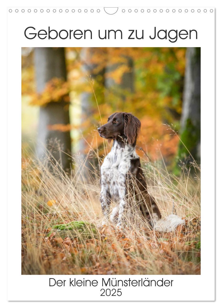 Cover: 9783457163399 | Geboren um zu Jagen. Der kleine Münsterländer (Wandkalender 2025...