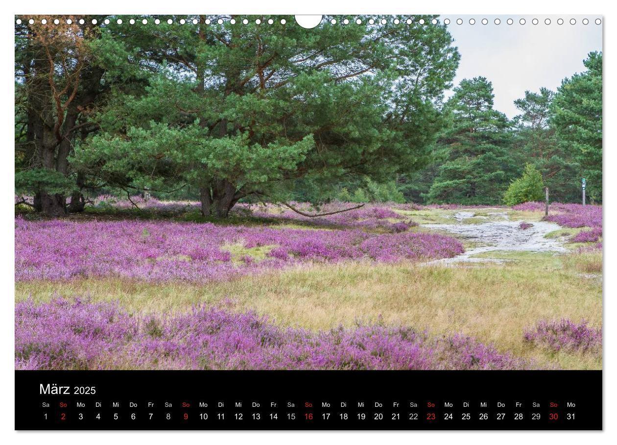 Bild: 9783435775415 | Lüneburger Heide (Wandkalender 2025 DIN A3 quer), CALVENDO...