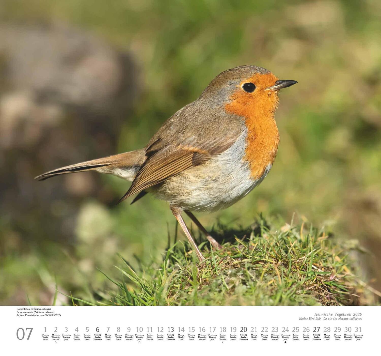 Bild: 4250809653525 | Heimische Vogelwelt 2025 - DUMONT Wandkalender - mit den...