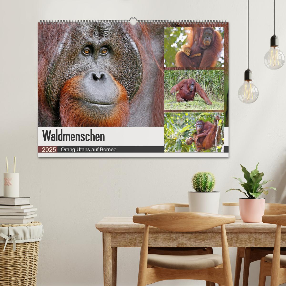 Bild: 9783435360383 | Waldmenschen - Orang Utans auf Borneo (Wandkalender 2025 DIN A2...