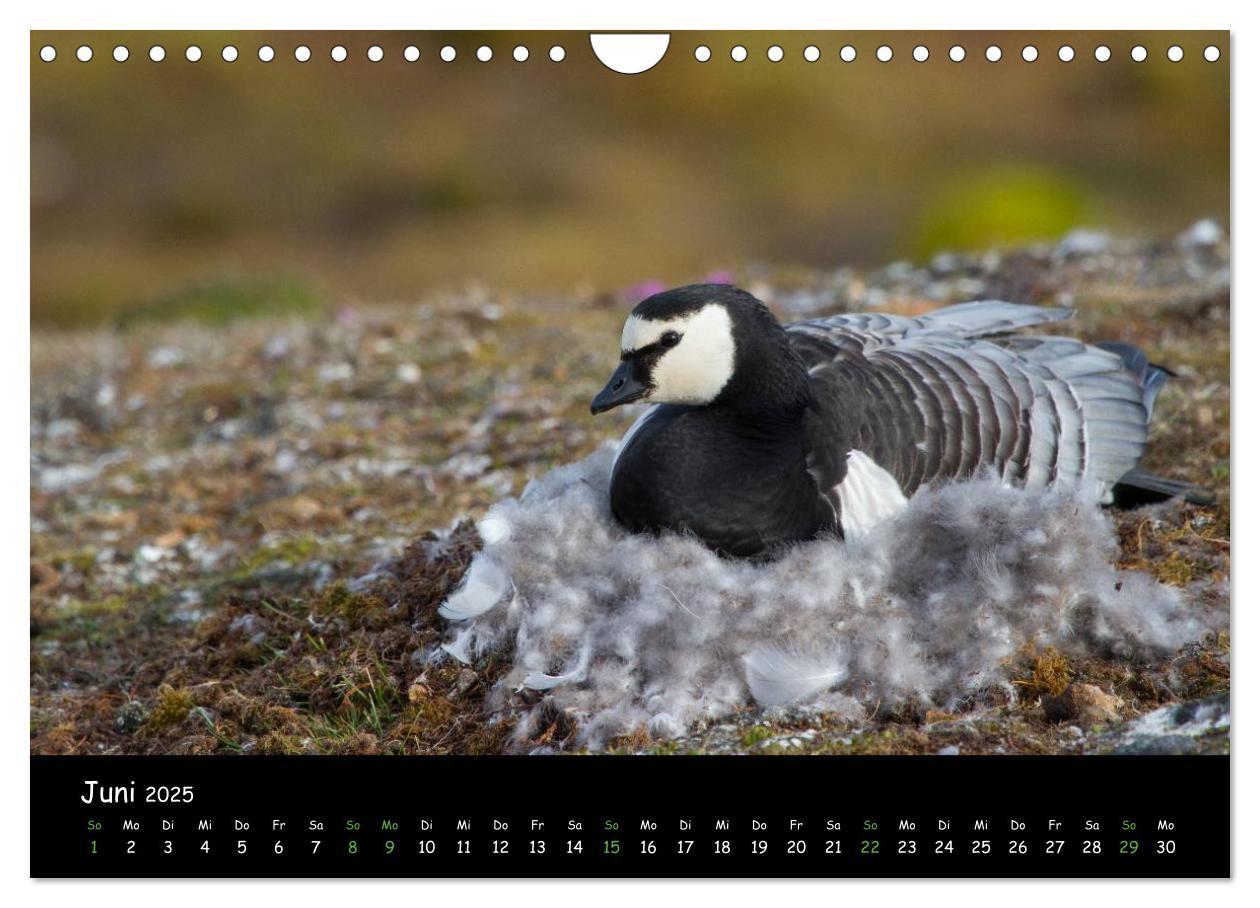 Bild: 9783435774012 | Spitzbergen (Wandkalender 2025 DIN A4 quer), CALVENDO Monatskalender