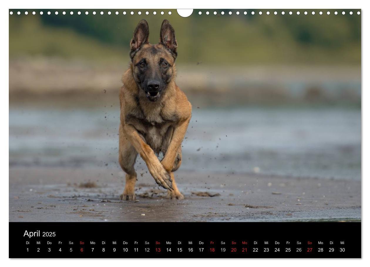 Bild: 9783435631445 | Belgischer Schäferhund - Der Malinois in Action (Wandkalender 2025...