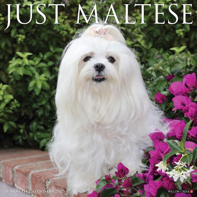 Cover: 9781549243844 | Just Maltese 2025 12 X 12 Wall Calendar | Willow Creek Press | 2025