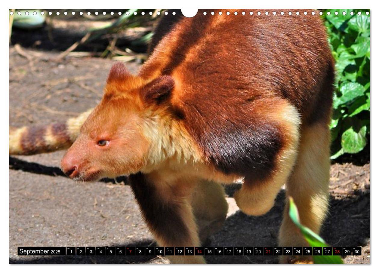 Bild: 9783435725786 | Australiens Tierwelt (Wandkalender 2025 DIN A3 quer), CALVENDO...